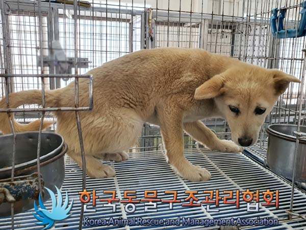 한국동물구조관리협회_441560202300601